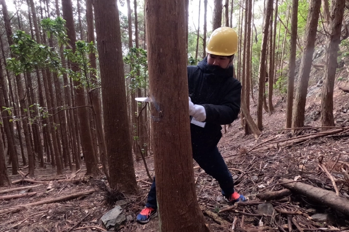 和歌山県 間伐体験の様子